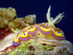 nudibranch by Torresan Patrick 